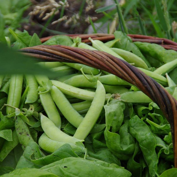 les-semences-de-l-ombelle-pois-pr-coce-de-mai-graines-rame-bio image 2