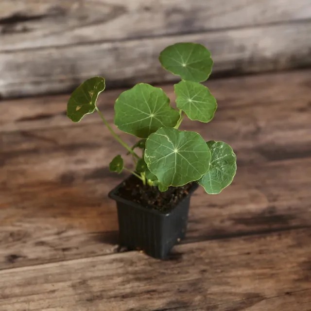 ferme-de-sainte-marthe-tip-top-pink-blush-plant-capucine-bio image 1