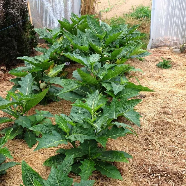 la-bo-te-graines-aubergine-gboma-kombara-bio-graines image 1