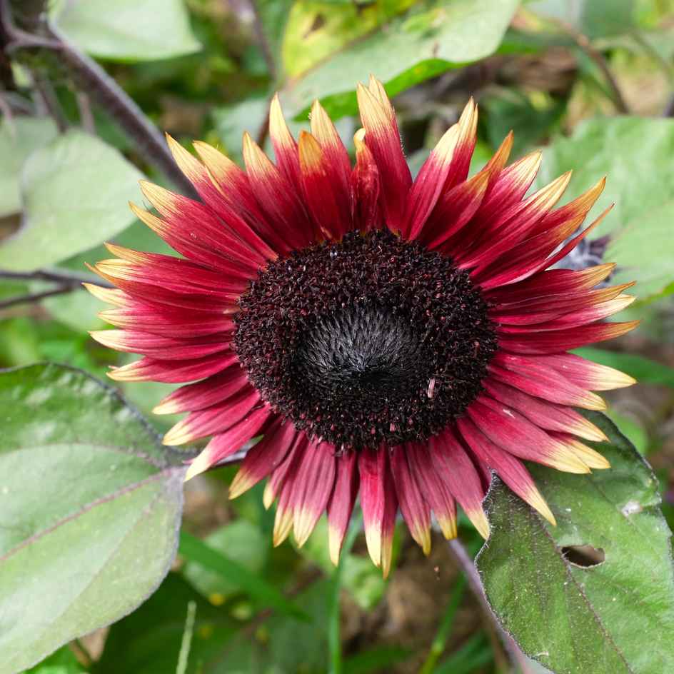 la-bo-te-graines-tournesol-mrs-mars-bio-graines-fleurs image 3