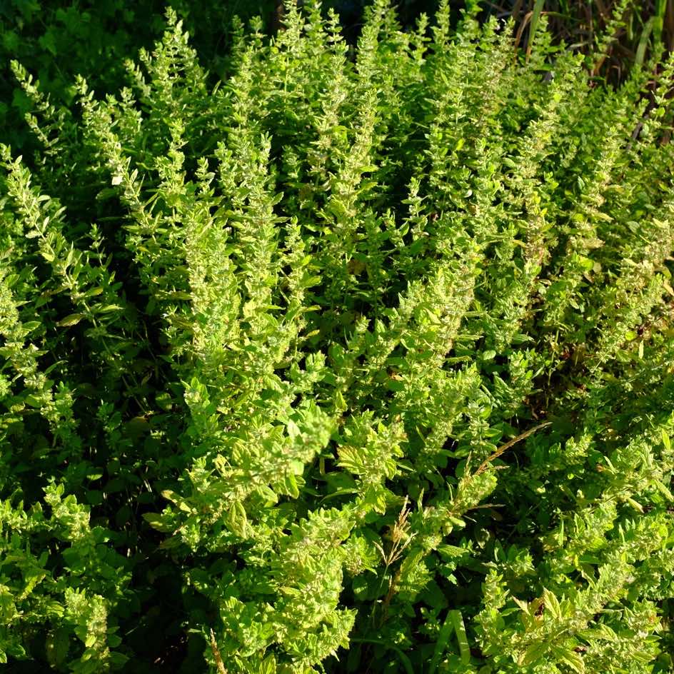 la-bo-te-graines-graines-aromatiques-m-lisse-bio-citronn-e image 3
