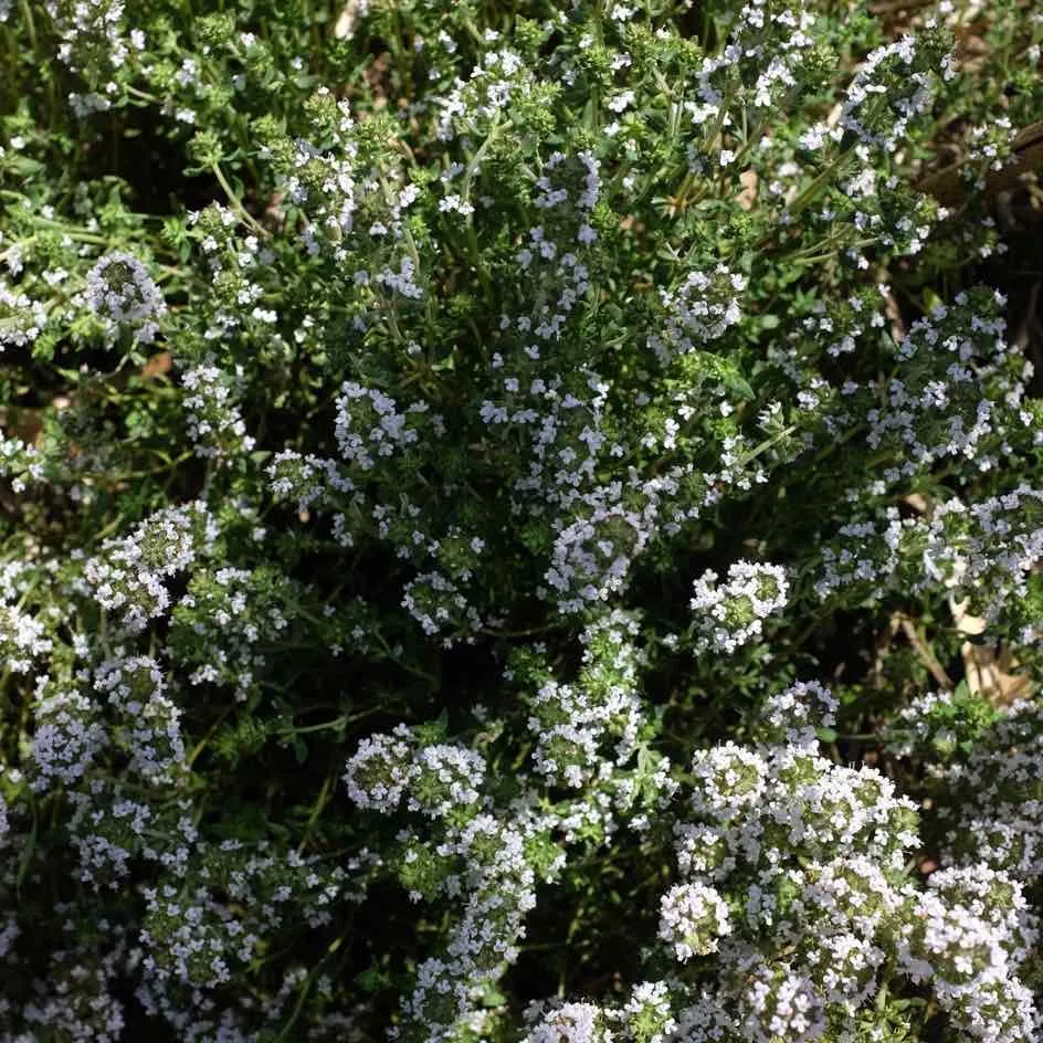 la-bo-te-graines-thym-commun-bio-graines-aromatiques-tisane image 1