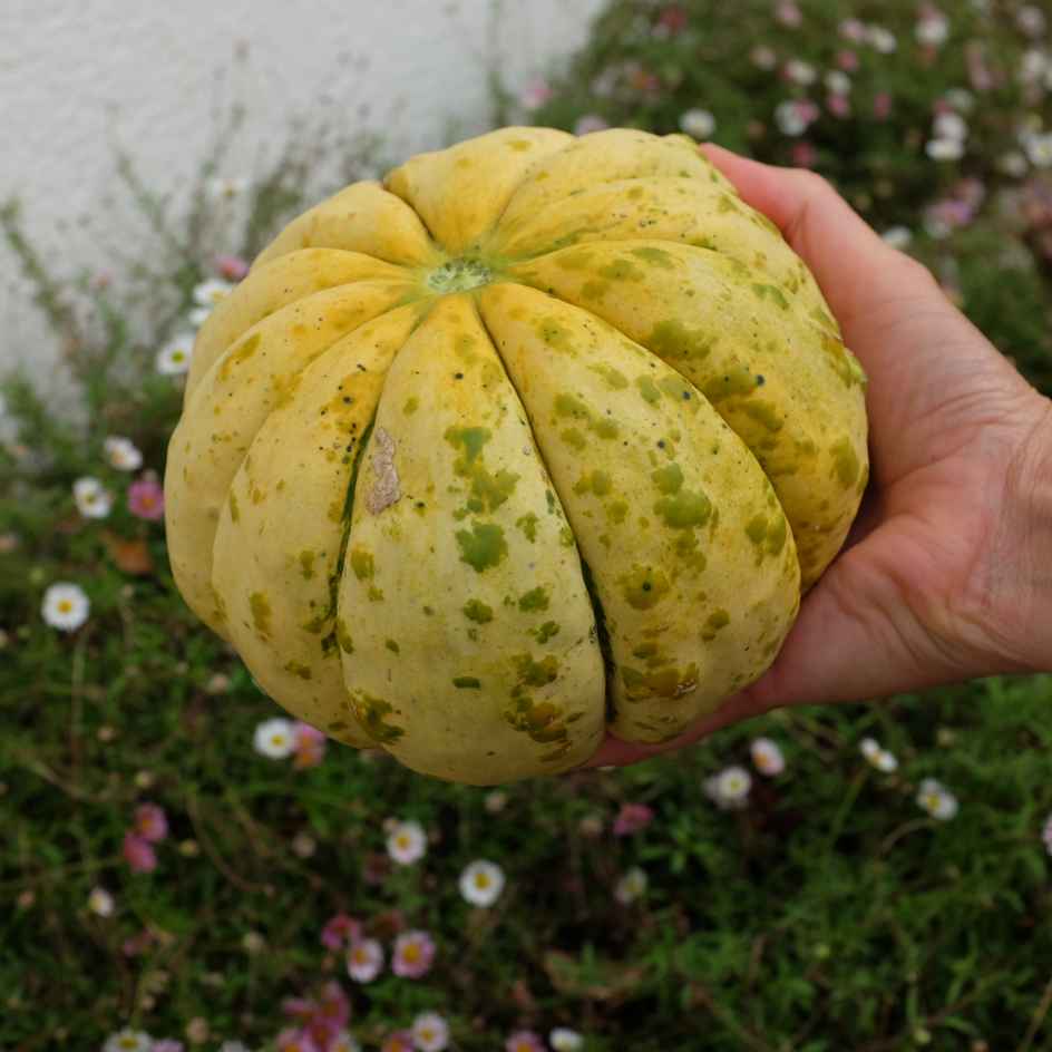 la-bo-te-graines-melon-d-lice-de-la-table-bio-graines-sucr-es image 3