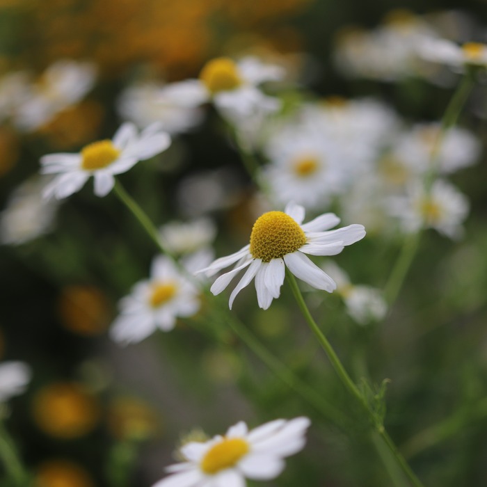 les-semences-de-l-ombelle-camomille-matricaire-bio-graines-aromatiques image 2