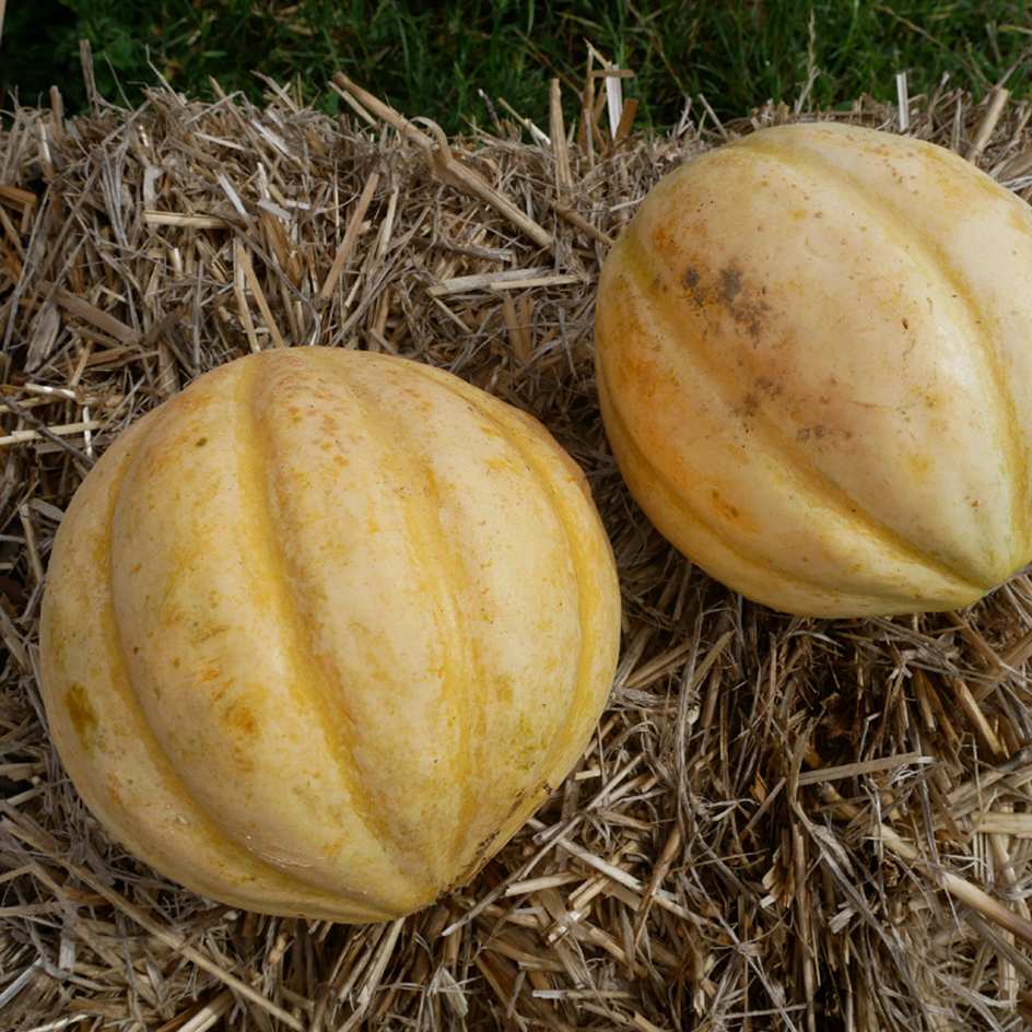 la-bo-te-graines-melon-vieille-france-graines-l-gumes-bio-ancien image 1
