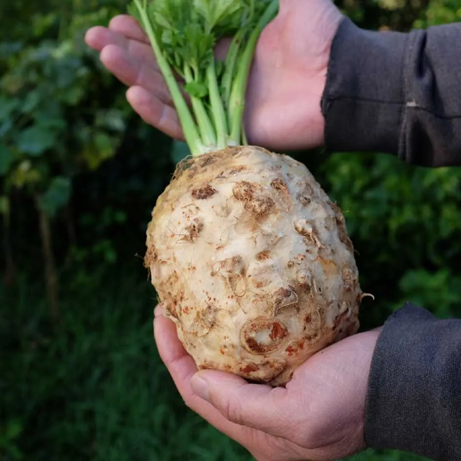 la-bo-te-graines-c-leri-rave-alba-bio-graines-l-gumes-racine image 1