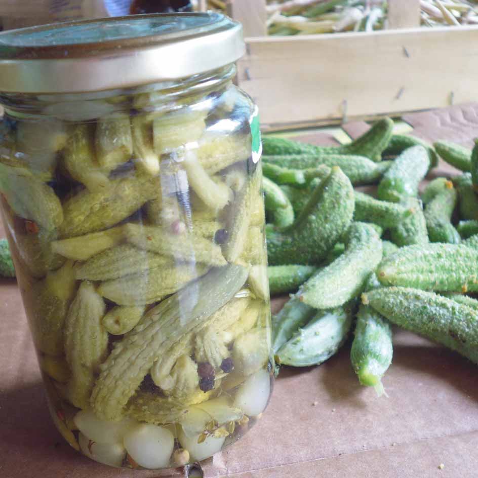 la-bo-te-graines-cornichon-am-lior-de-bourbonne-bio-graines-h-tives image 1