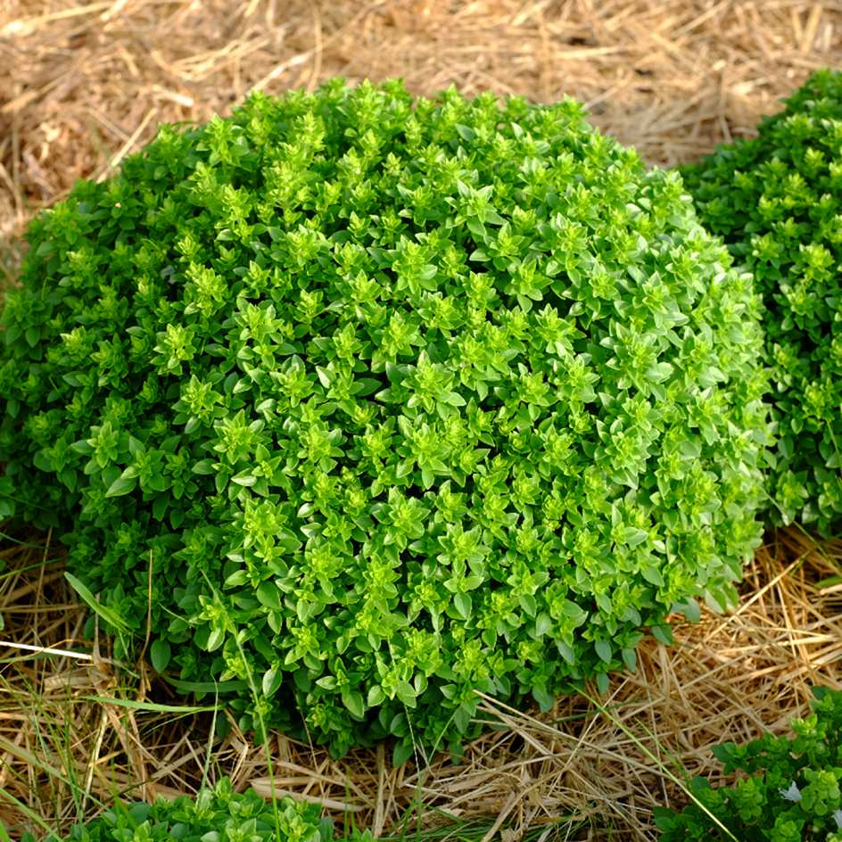 la-bo-te-graines-basilic-aristotle-graines-aromatiques-bio-pot image 1