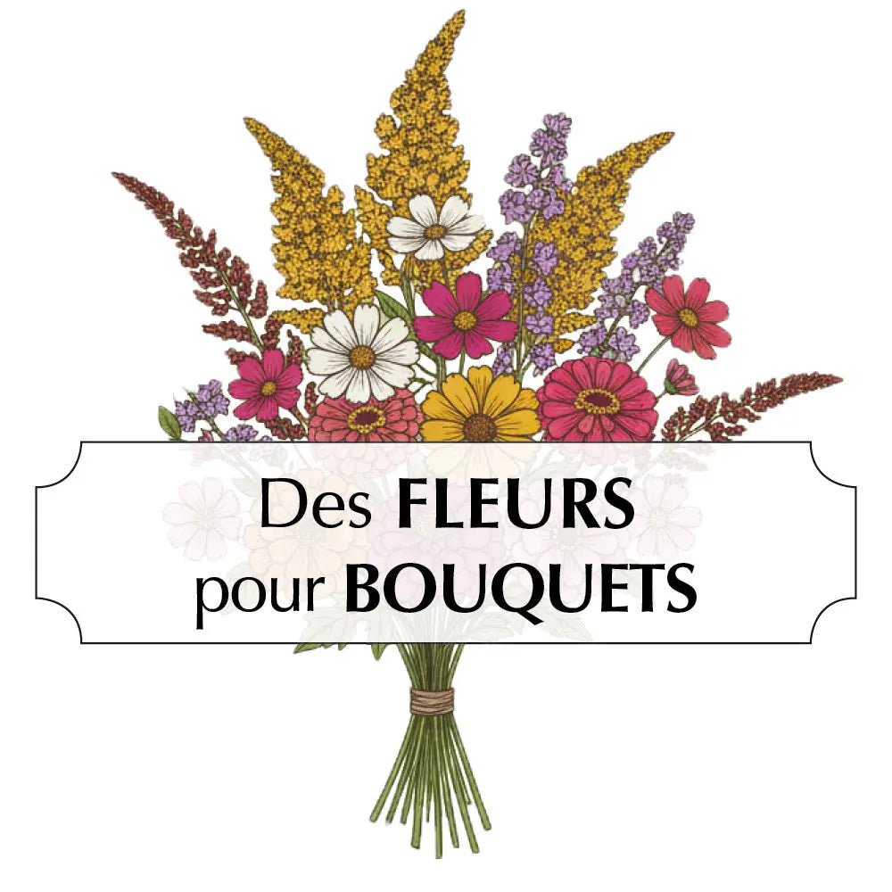ferme-de-sainte-marthe-assortiment-fleurs-pour-bouquets-graines-5-vari-t-s image 3