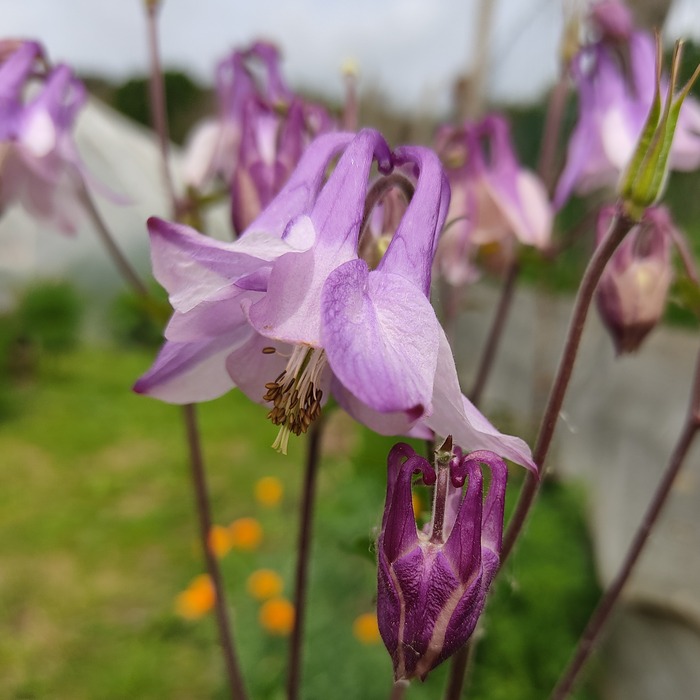 les-semences-de-l-ombelle-ancolie-en-m-lange-graines-fleurs-bio image 2