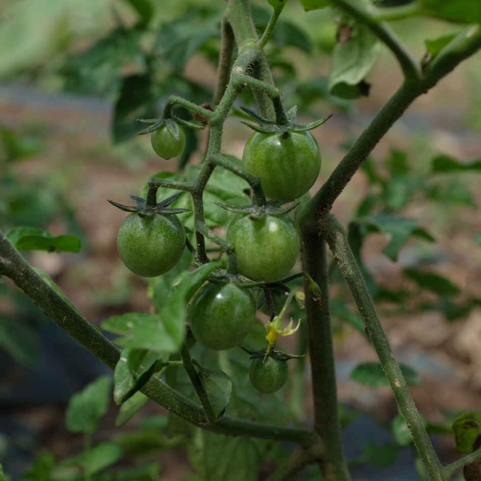 la-bo-te-graines-tomate-groseille-yellow-currant-bio-graines-jaune image 3