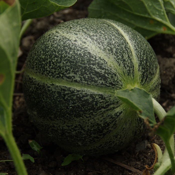 les-semences-de-l-ombelle-melon-petit-gris-de-rennes-graines-bio image 2