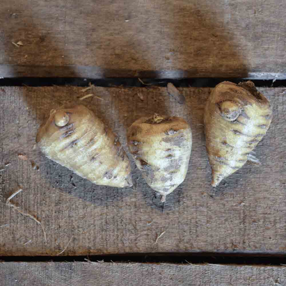 ferme-de-sainte-marthe-cerfeuil-tub-reux-graines-l-gume-racine-bio image 1