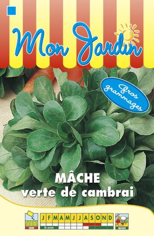 graines-bocquet-m-che-verte-de-cambrai-graines-12-g-rustique image 1