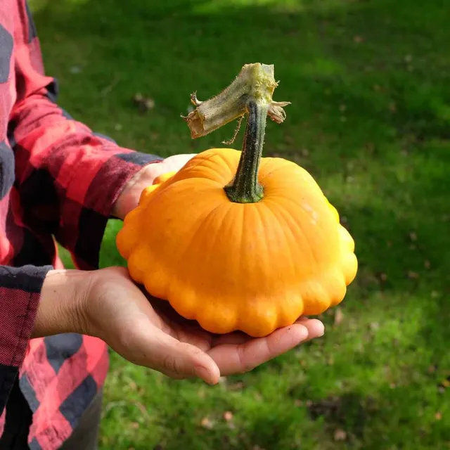 la-bo-te-graines-courge-p-tisson-orange-graines-bio-toile image 1