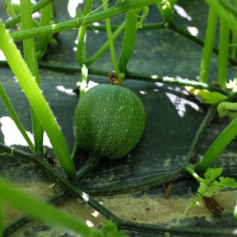 la-bo-te-graines-pomme-d-or-graines-courge-bio image 5