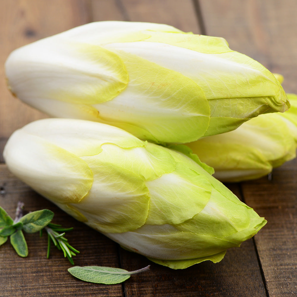 ferme-de-sainte-marthe-endive-tardivo-sachet-bio-for-age image 1