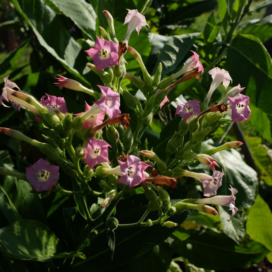 la-bo-te-graines-tabac-blond-de-virginie-bio-graines-fleurs image 3