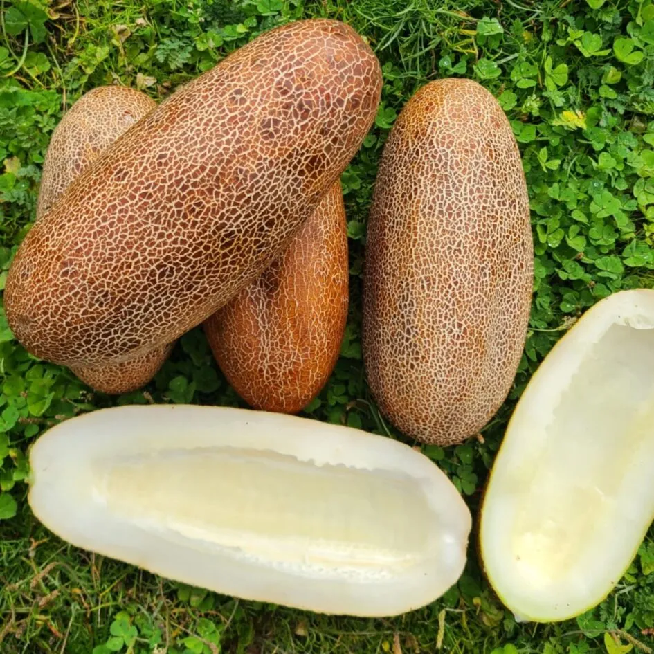 les-semences-de-l-ombelle-concombre-kaiser-alexander-graines-bio image 1