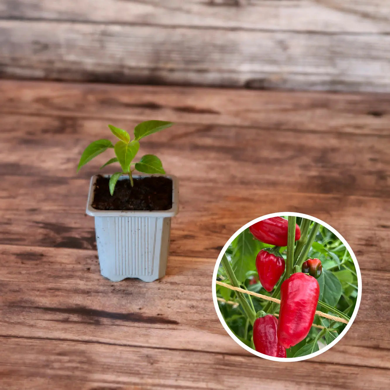 ferme-de-sainte-marthe-piment-padron-plant-bio-griller image 1