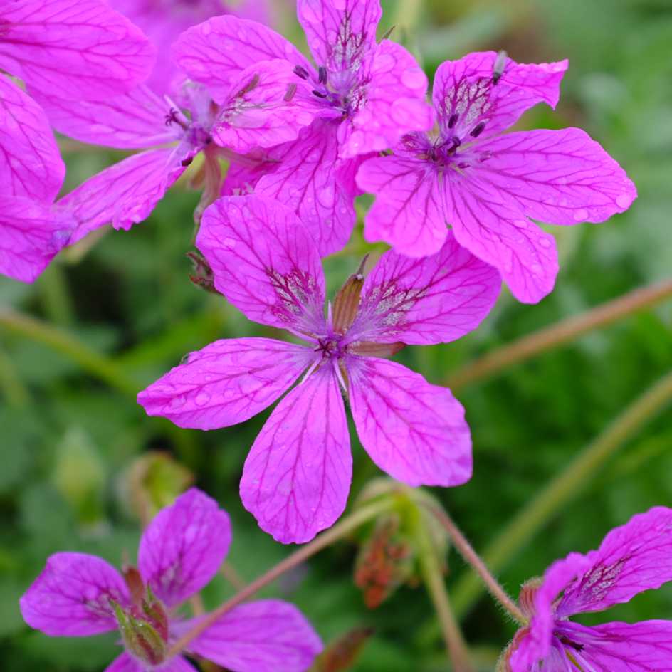 la-bo-te-graines-erodium-manescavii-graines-fleurs-bio-vivace image 3