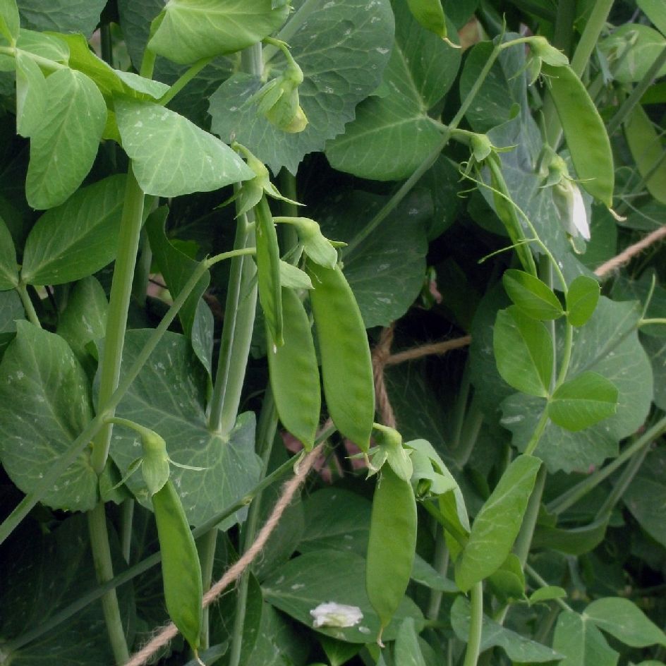 la-bo-te-graines-pois-h-raut-record-bio-graines-bio image 1