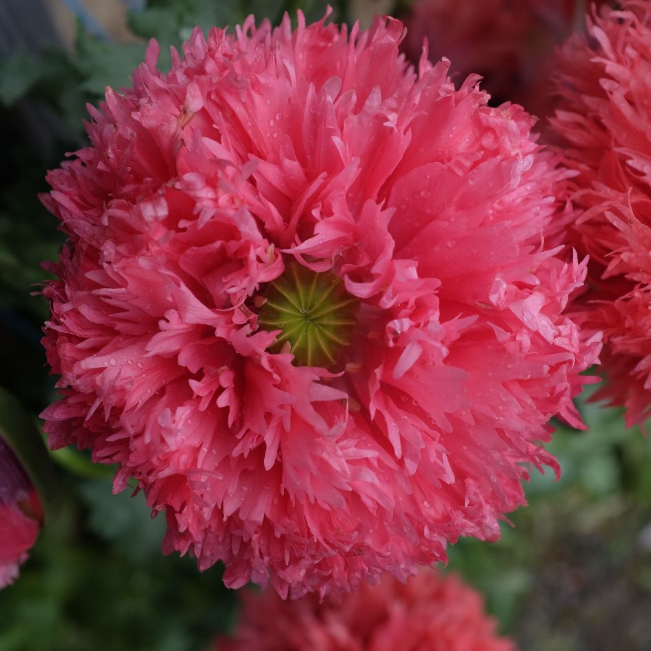 la-bo-te-graines-pavot-double-rose-bio-graines-fleurs image 1