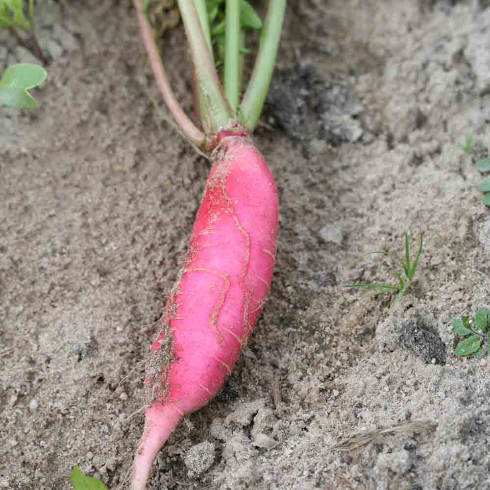 ferme-de-sainte-marthe-graines-potag-res-radis-rose-d-hiver-de-chine-nt image 1