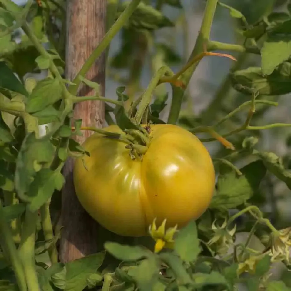ferme-de-sainte-marthe-tomate-white-wonder-graines-bio-sachet-blanche image 1