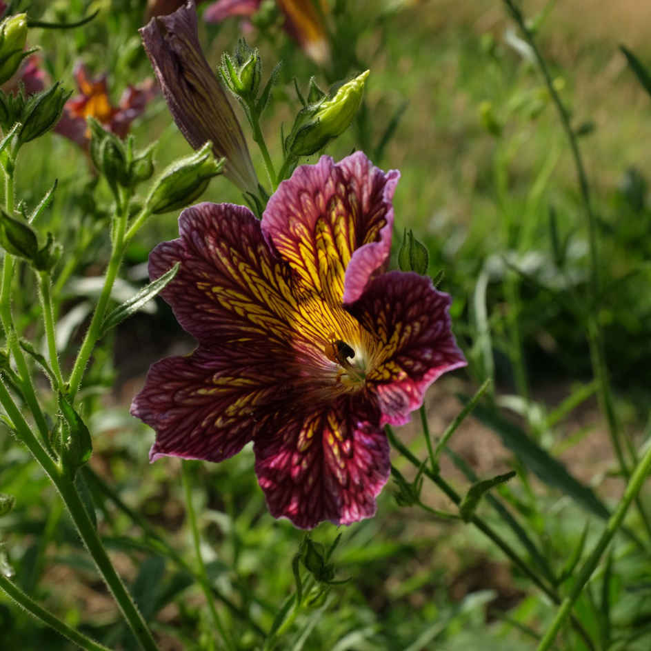la-bo-te-graines-salpiglossis-sinuata-m-lange-graines-fleurs-bio image 5