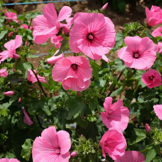 la-bo-te-graines-ruby-regis-graines-lavat-re-bio-rose image 1