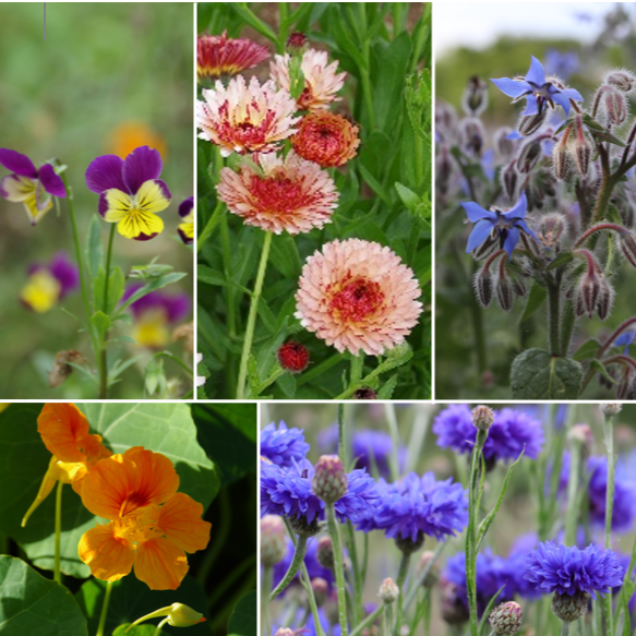 les-semences-de-l-ombelle-fleurs-comestibles-m-lange-bio-graines image 1