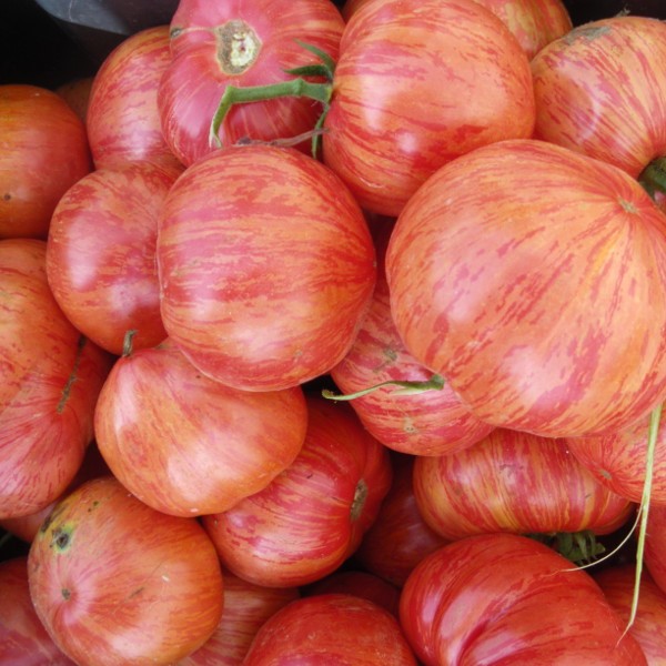 la-bo-te-graines-tomate-vintage-wine-graines-bio image 1