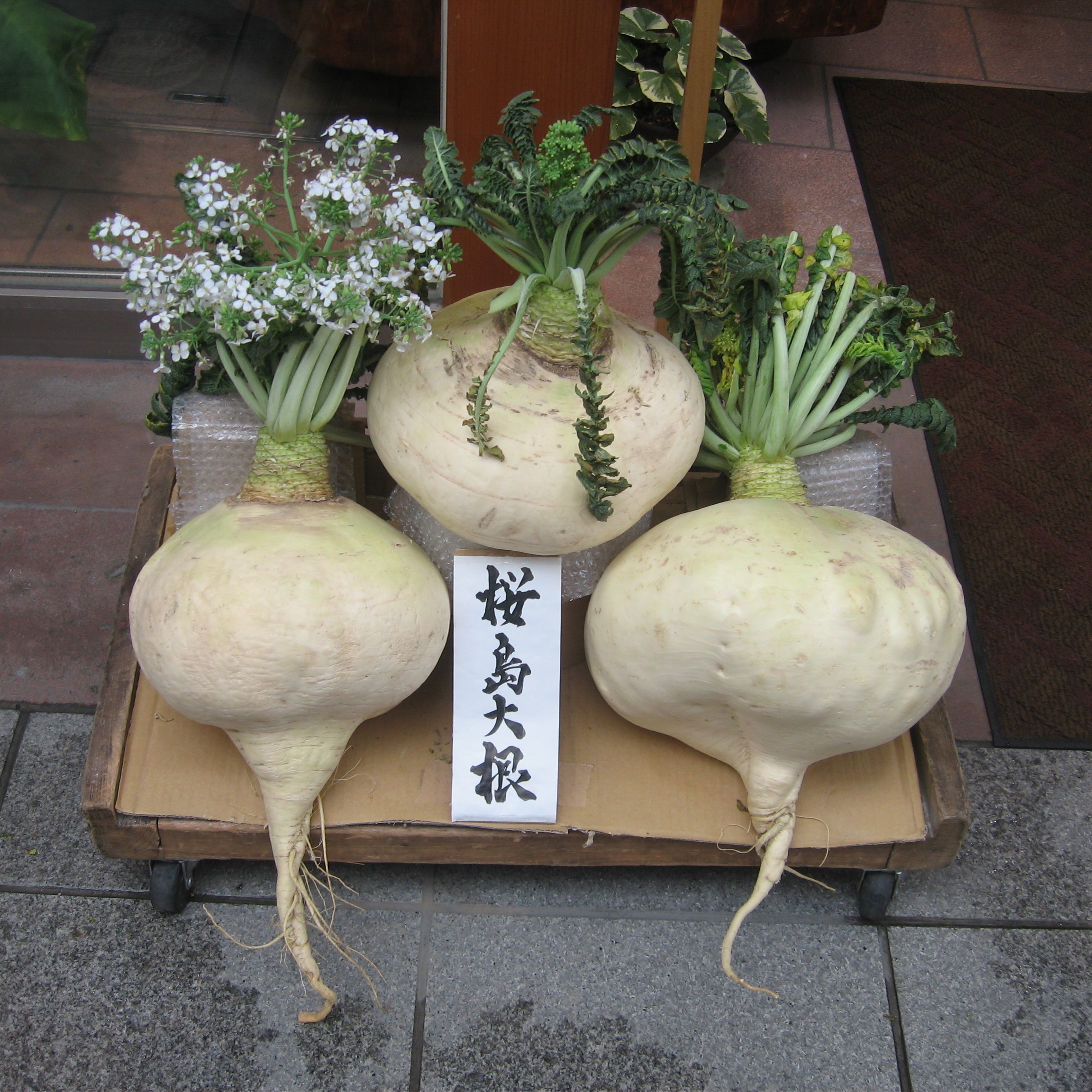 la-bo-te-graines-radis-sakurajima-bio-graines-l-gumes-hiver image 1