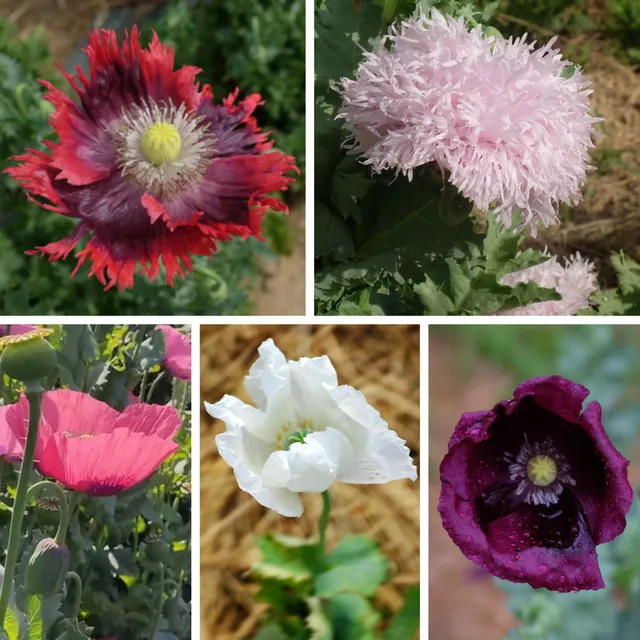la-bo-te-graines-m-lange-de-pavot-graines-fleurs-bio-5-vari-t-s image 1