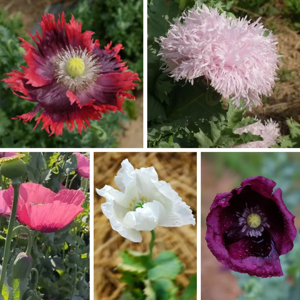la-bo-te-graines-m-lange-de-pavot-graines-fleurs-bio-5-vari-t-s image 1