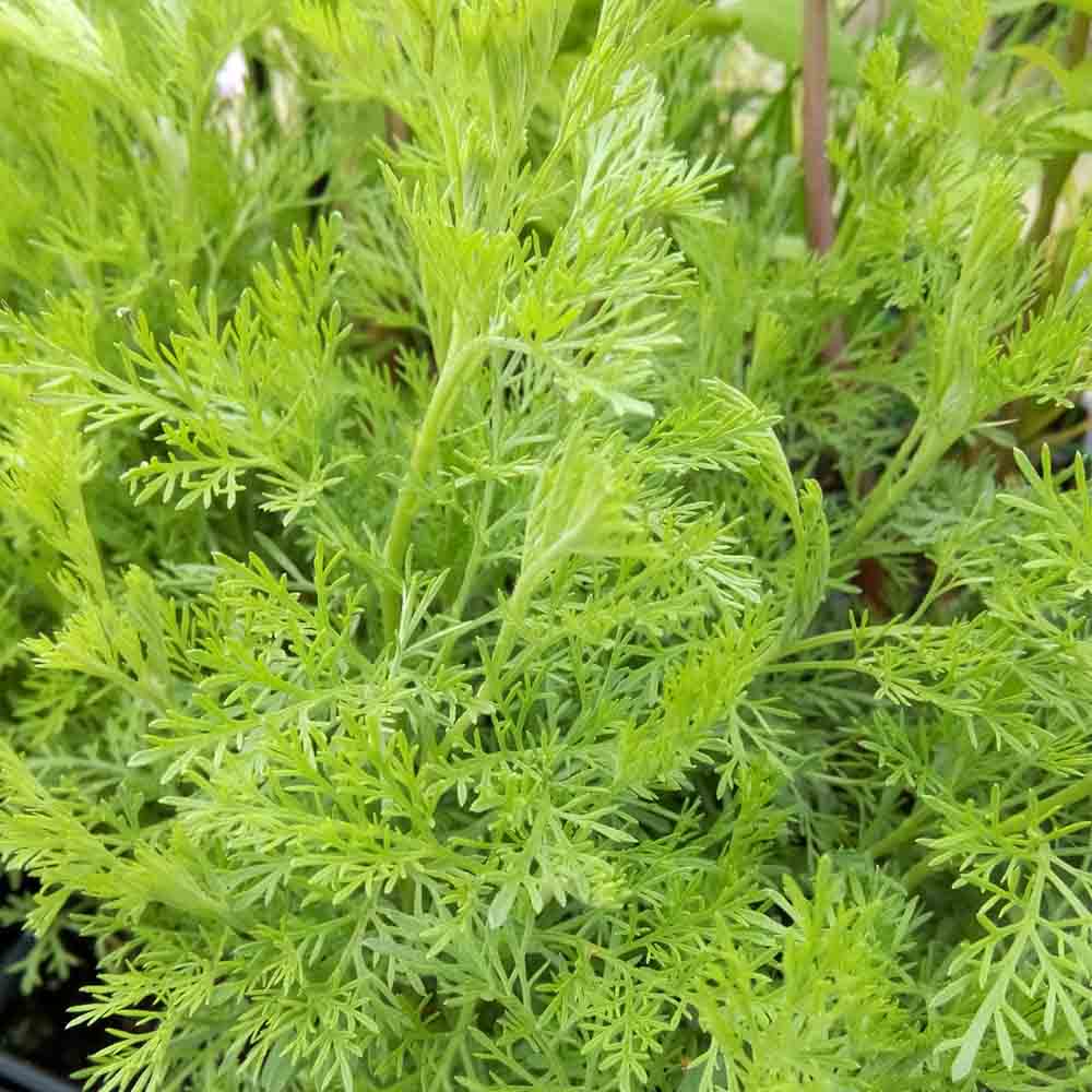 ferme-de-sainte-marthe-cola-plant-aromatique-bio-vivace-60-cm image 2