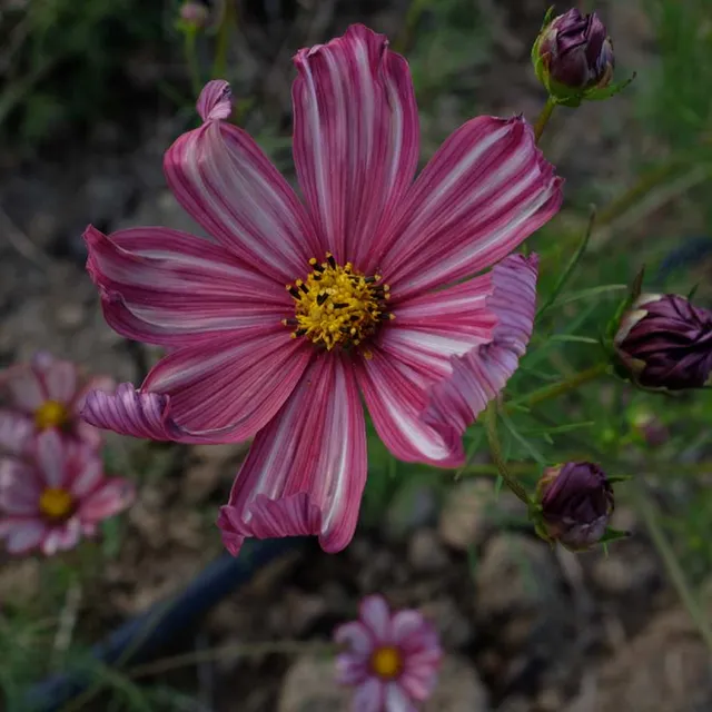 la-bo-te-graines-cosmos-velouette-graines-fleurs-bio-bordeaux image 1
