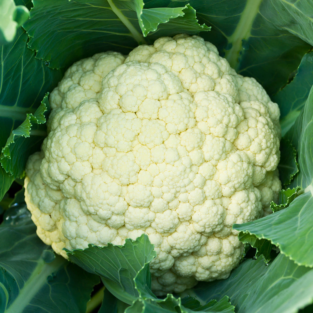 ferme-de-sainte-marthe-graines-potag-res-chou-fleur-alpha-7-graines-bio-blanche image 1