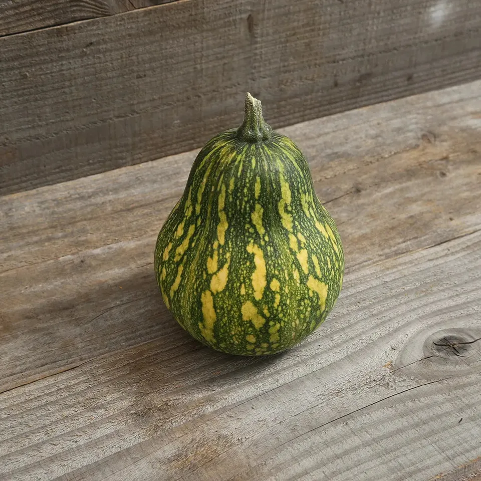 ferme-de-sainte-marthe-courge-ayote-chair-verte-guatemala-ab-graines-bio image 1