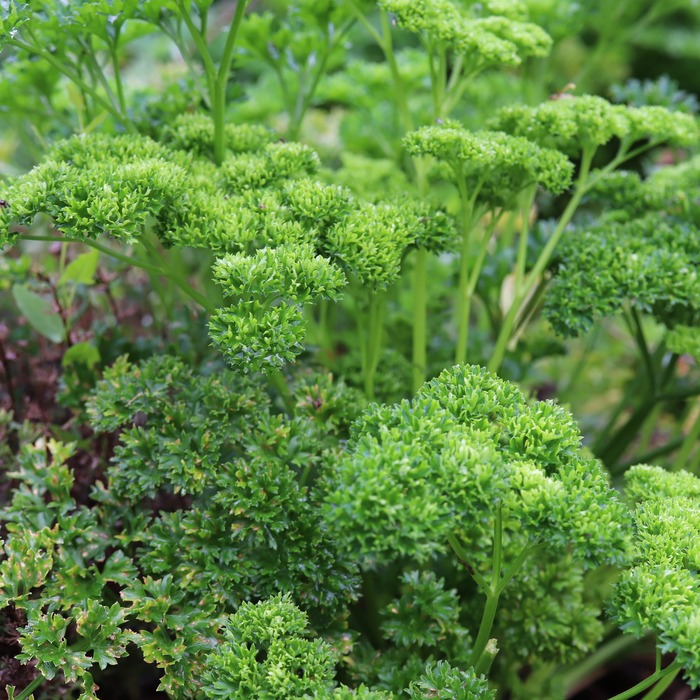 les-semences-de-l-ombelle-persil-fris-bio-graines-aromatiques image 2