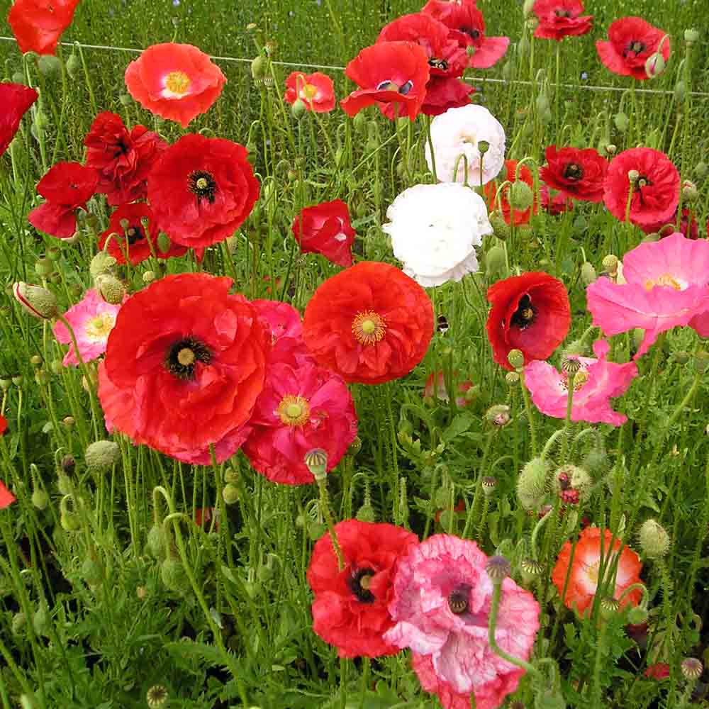 ferme-de-sainte-marthe-coquelicot-vari-graines-fleurs-bio-sachet image 1