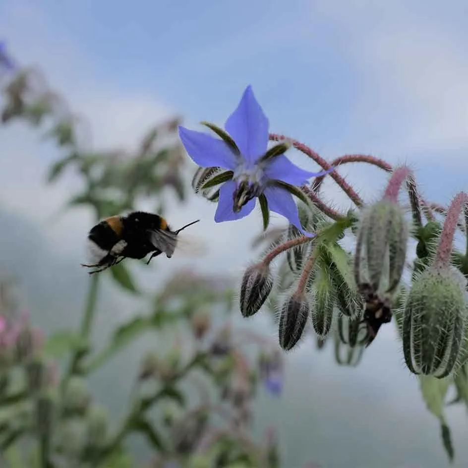la-bo-te-graines-bourrache-bio-graines-aromatiques-mellif-re image 1