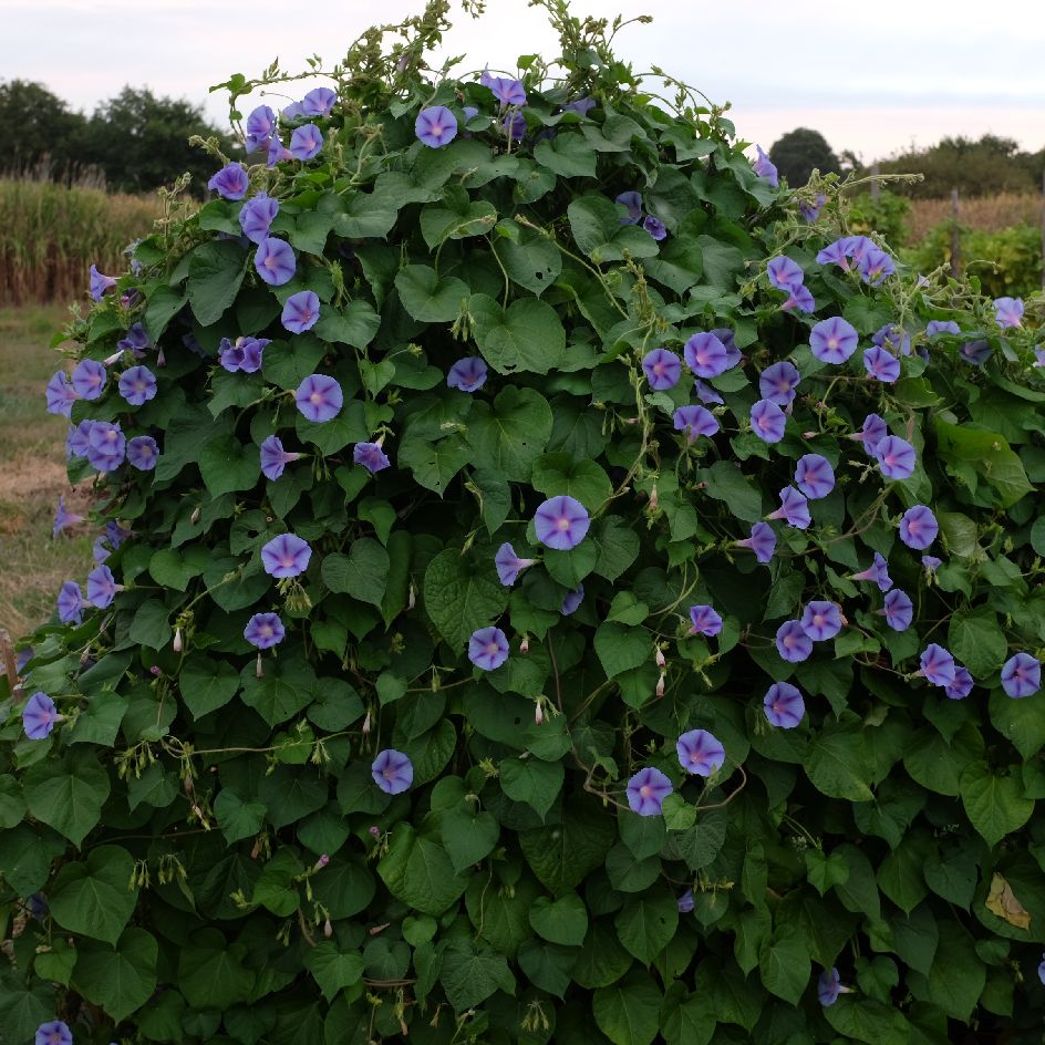 la-bo-te-graines-ipom-e-blue-star-graines-fleurs-bio-bleue image 5