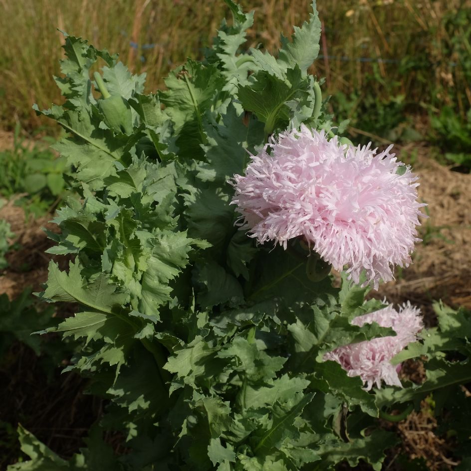 la-bo-te-graines-pavot-lilac-pompom-graines-fleurs-bio-doubles image 2