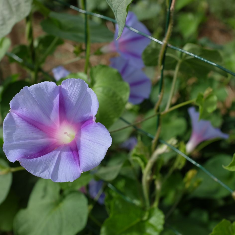 la-bo-te-graines-ipom-e-blue-star-graines-fleurs-bio-bleue image 4