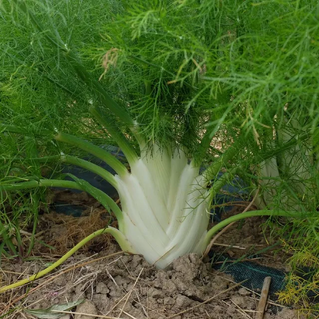 la-bo-te-graines-fenouil-zefa-fino-graines-l-gumes-bio image 1