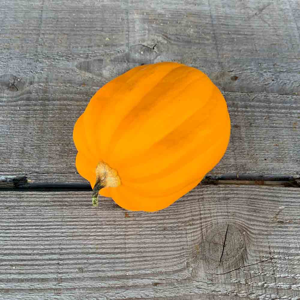 ferme-de-sainte-marthe-graines-potag-res-courge-table-gold-bio image 1