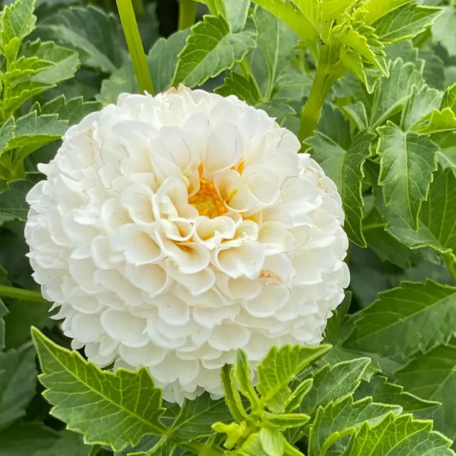 ferme-de-sainte-marthe-dahlia-pompon-villa-blanca-bulbe-blanc image 1