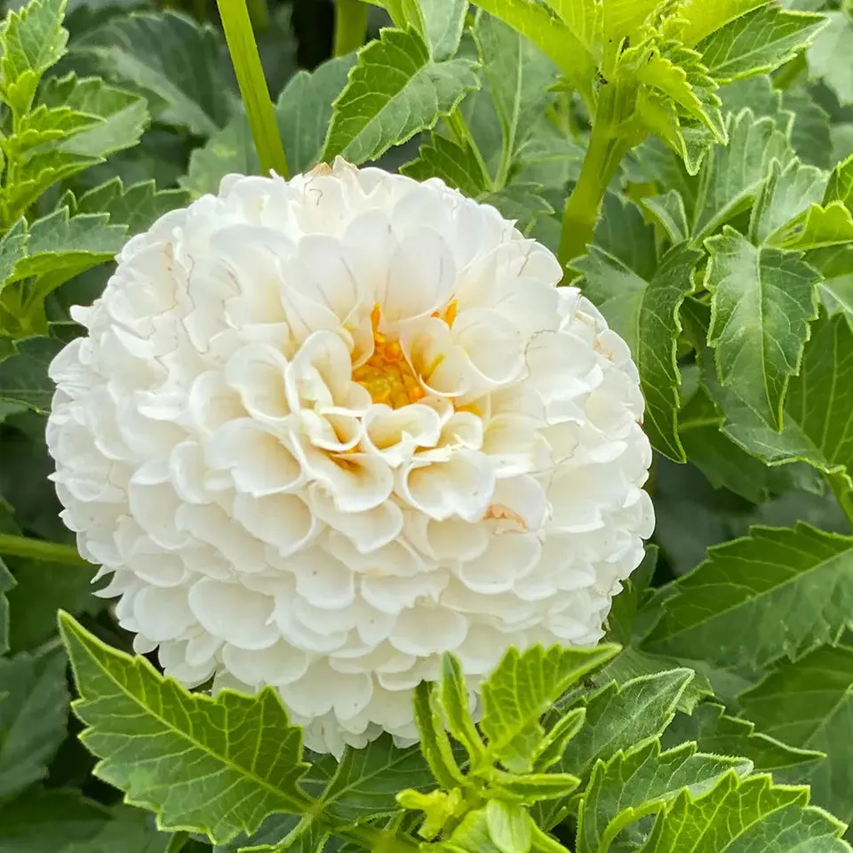 ferme-de-sainte-marthe-dahlia-pompon-villa-blanca-bulbe-blanc image 1